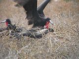Galapagos 2-1-13 North Seymour Male and Female Magnificent Frigatebirds During mating season the adult male magnificent frigatebird throws back his head, inflates his throat pouch like a balloon, and shakes trying to capture the attention of female Frigates. Yee-hah. I got one. The male magnificent frigatebird enjoys himself with a female frigate.